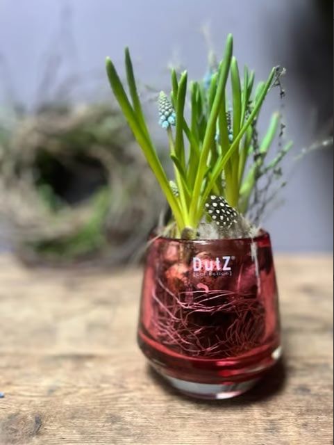 Dutz Glas mit Zwiebelpflanzen 